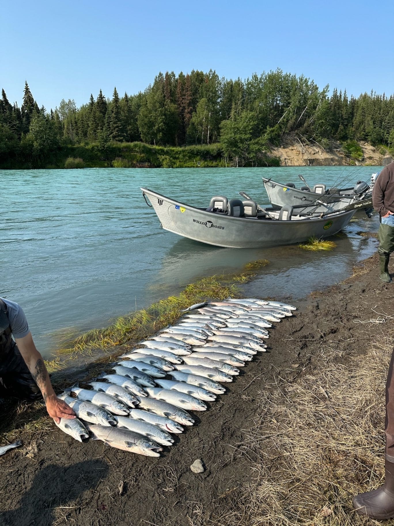 A lineup of salmon catches from the day