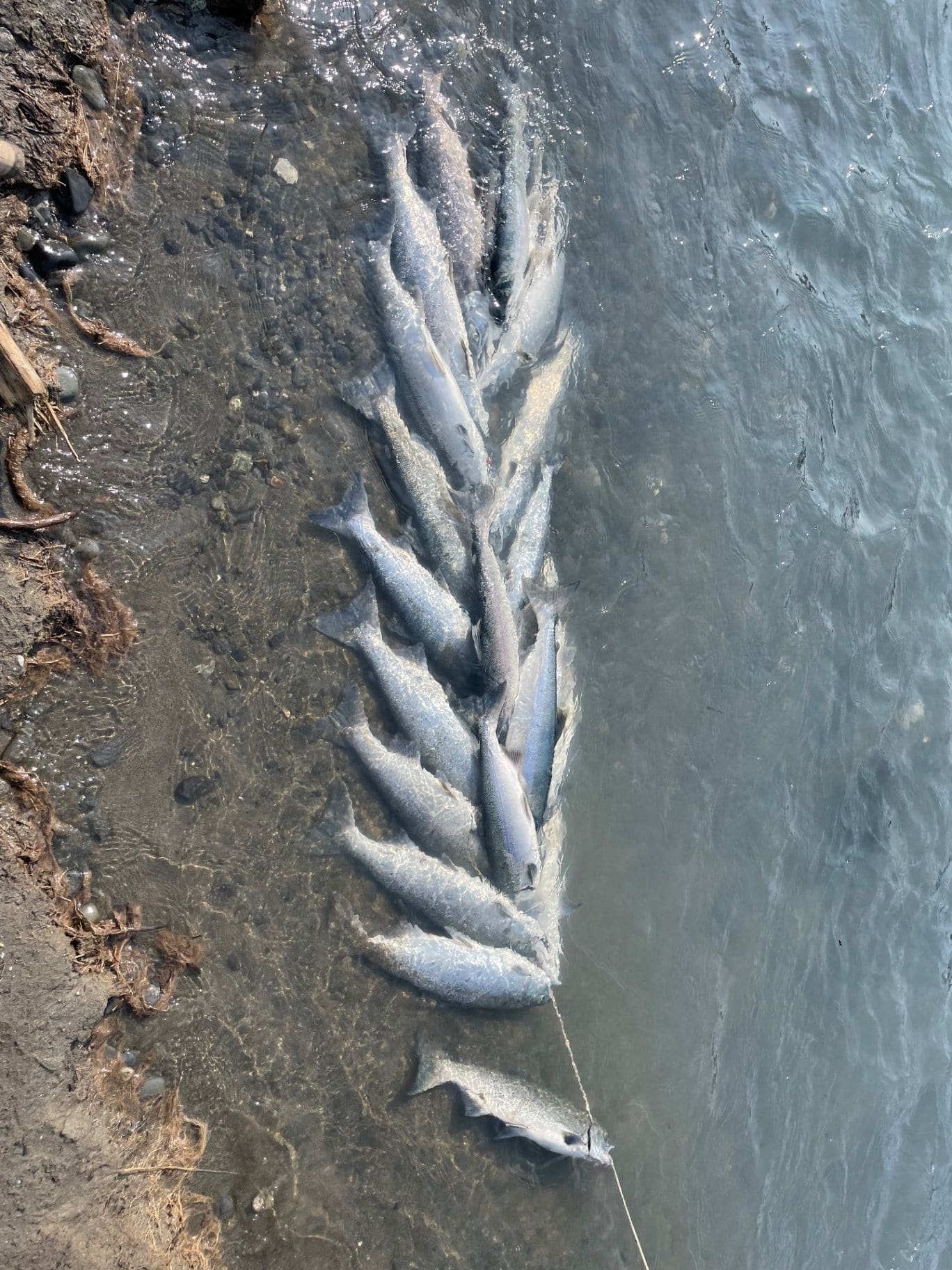 A stringer of sockeye salmon on the riverbank