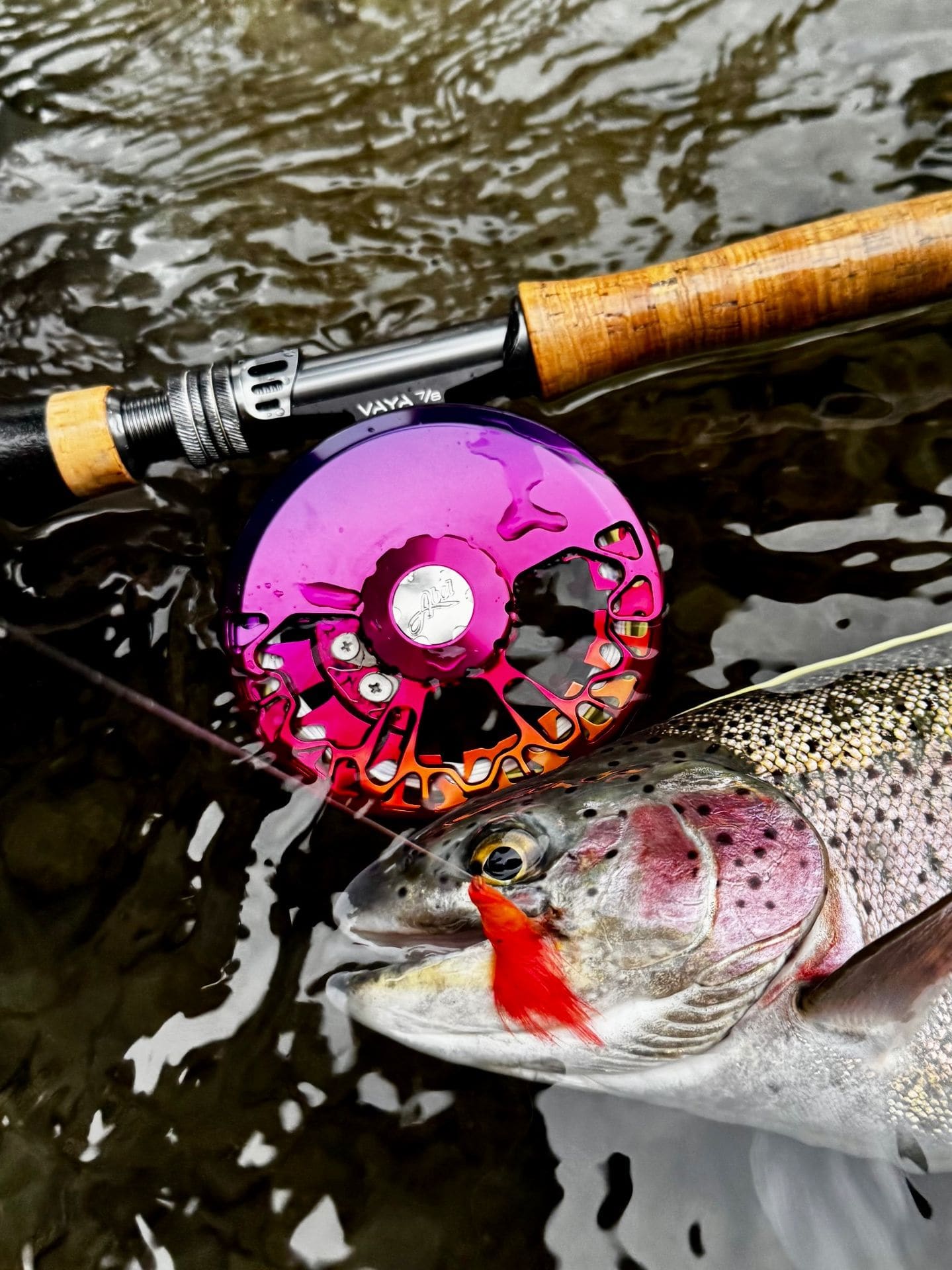 Close-up of a fly reel and rainbow trout in the water